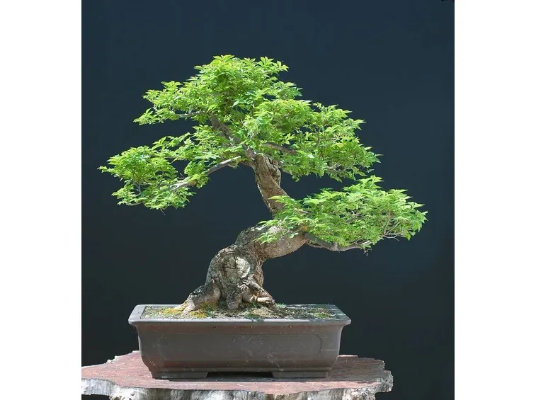 bonsai olmo