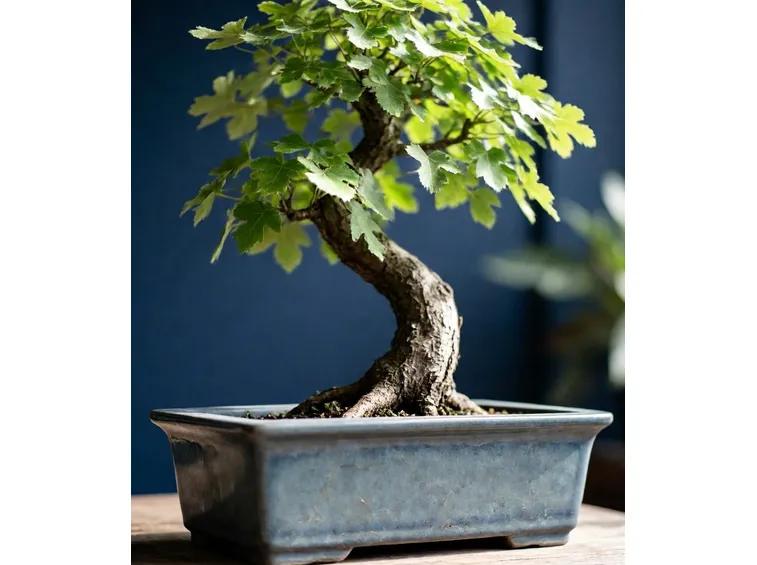 bonsai olmo