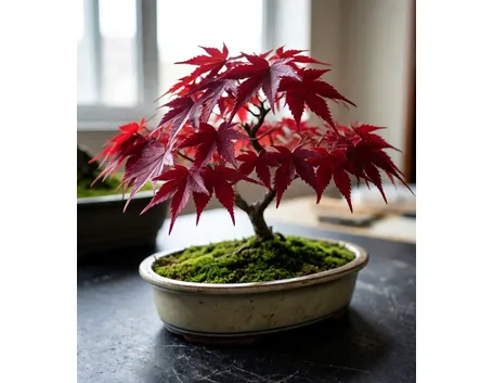 bonsai