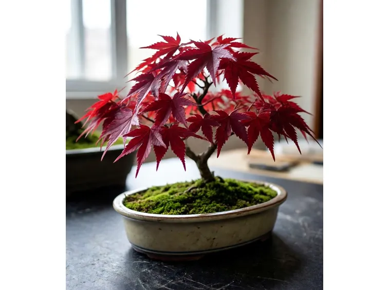 bonsai
