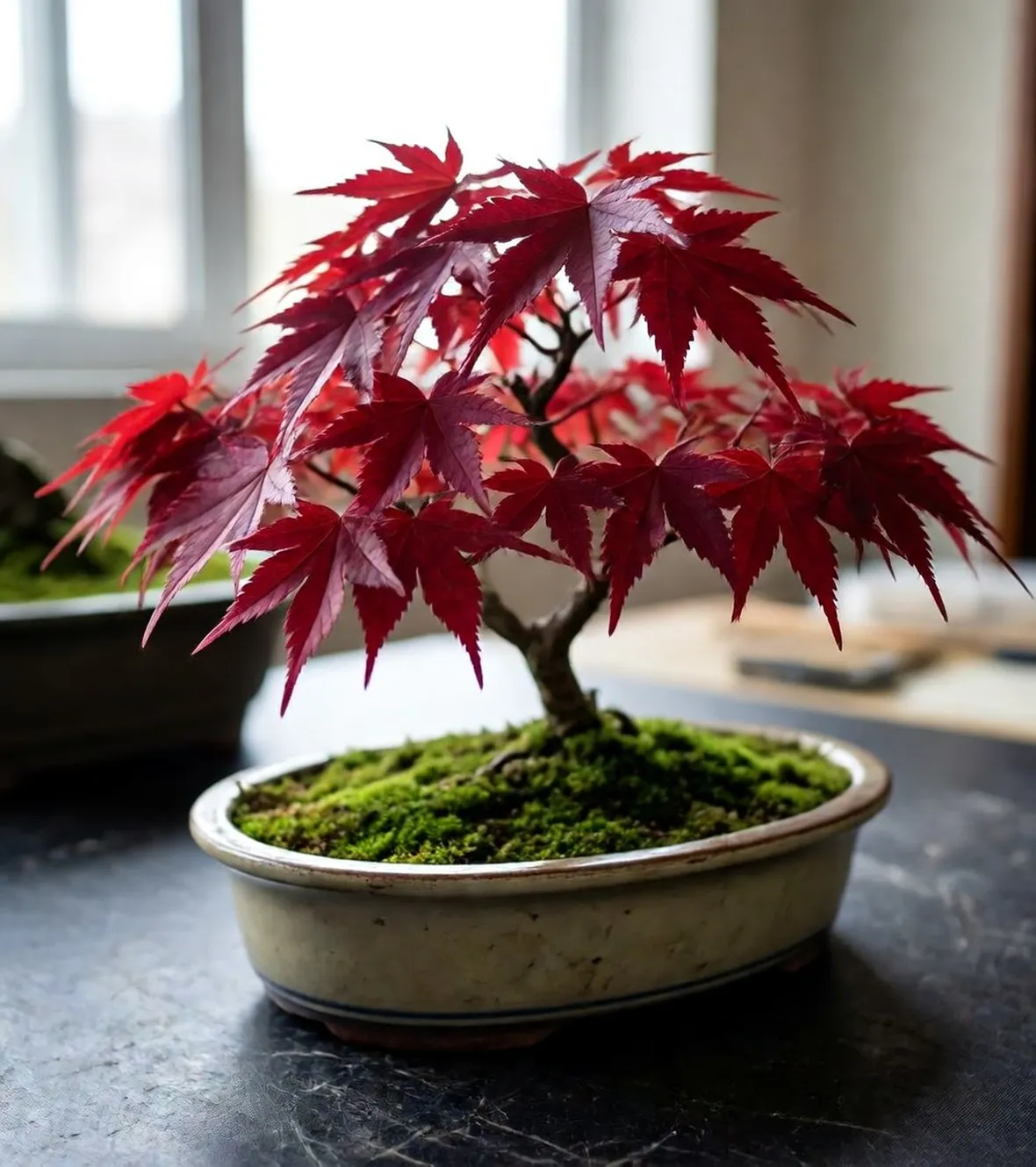 bonsai