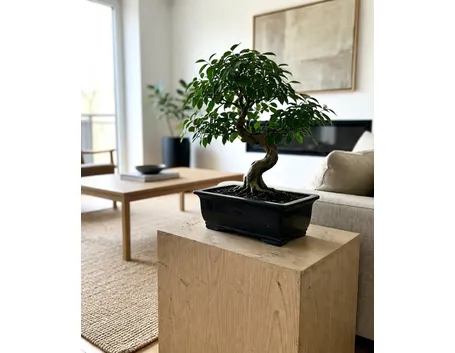 ficus bonsai