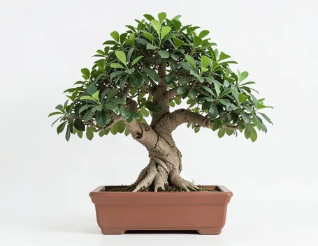 ficus retusa