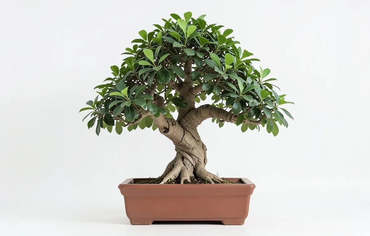 ficus retusa