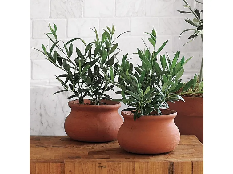 olivo bonsai in vaso