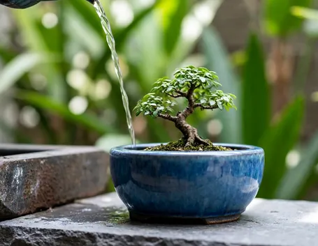 innaffiare bonsai