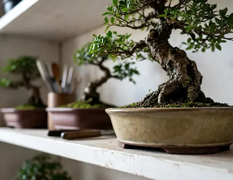 bonsai