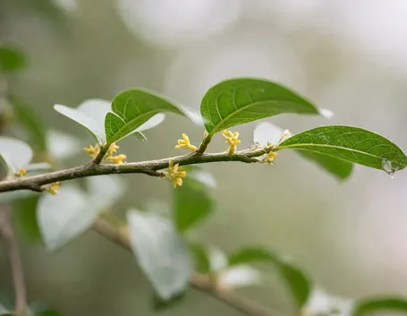 Zanthoxylum piperitum