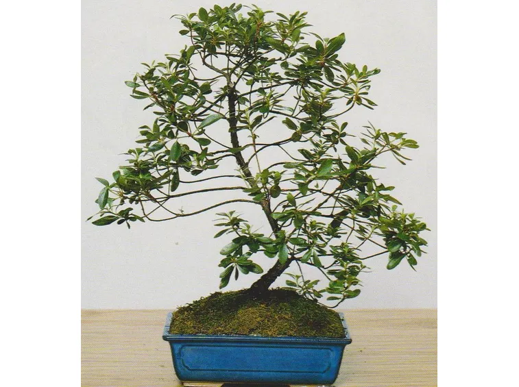 bonsai
