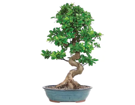 ficus bonsai