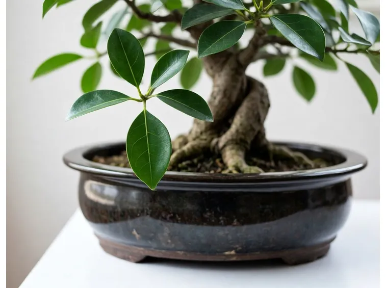 ficus bonsai