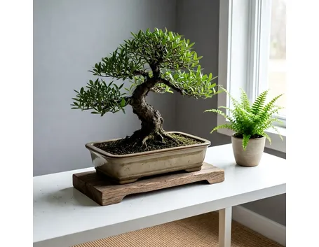 bonsai