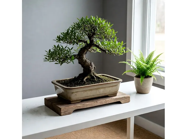 bonsai