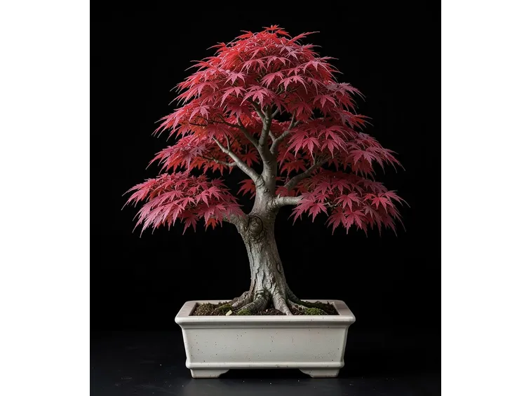 bonsai