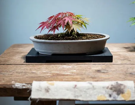 bonsai