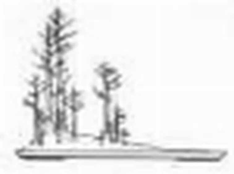 bonsai yose-ue