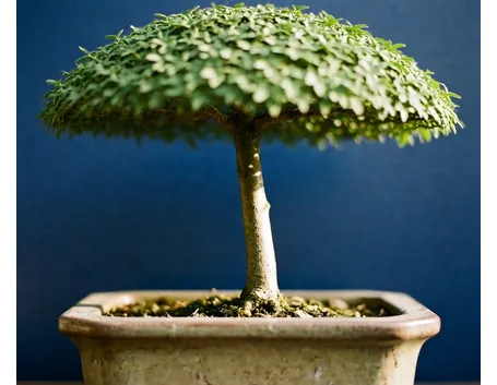 bonsai scopa