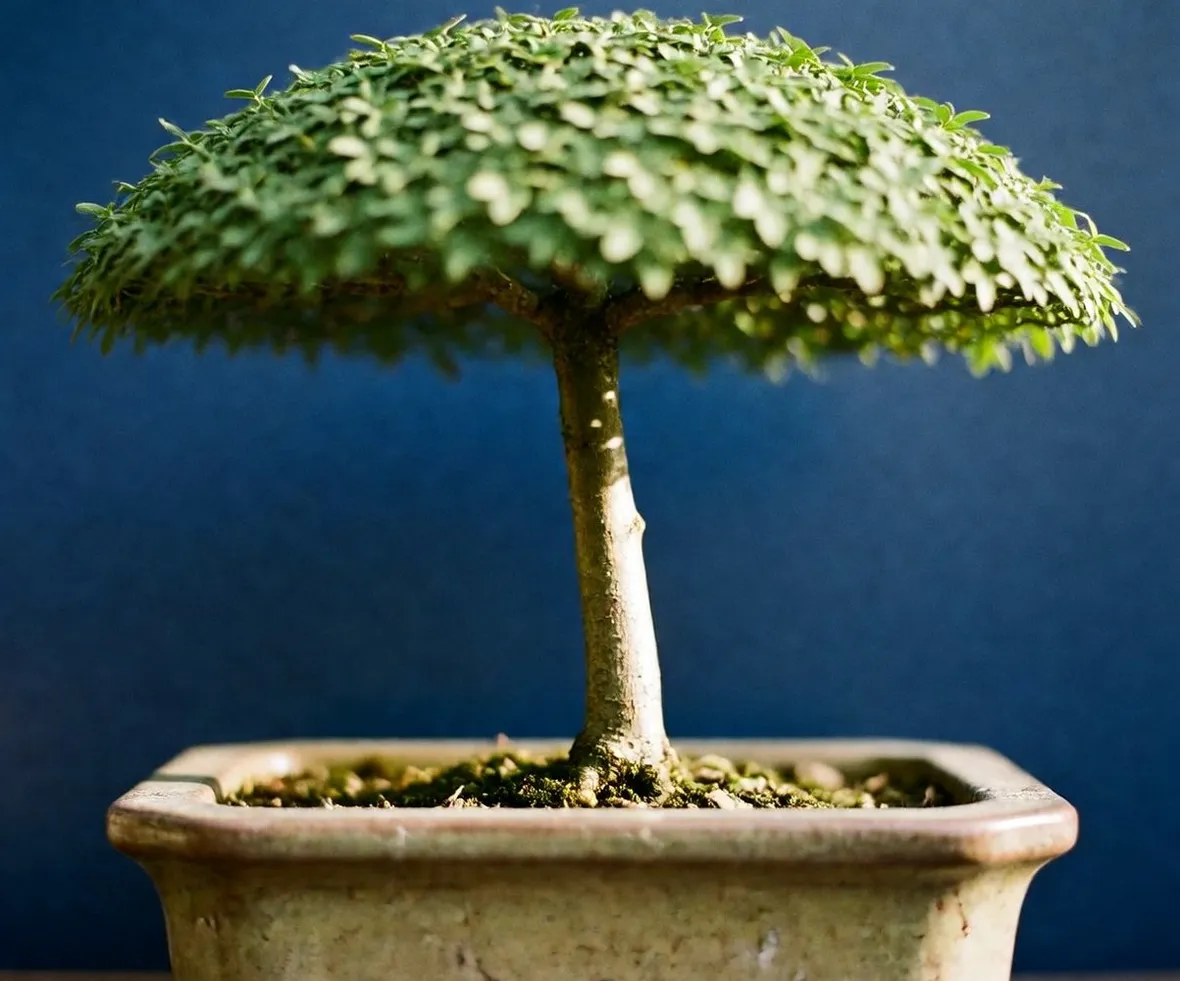 bonsai scopa