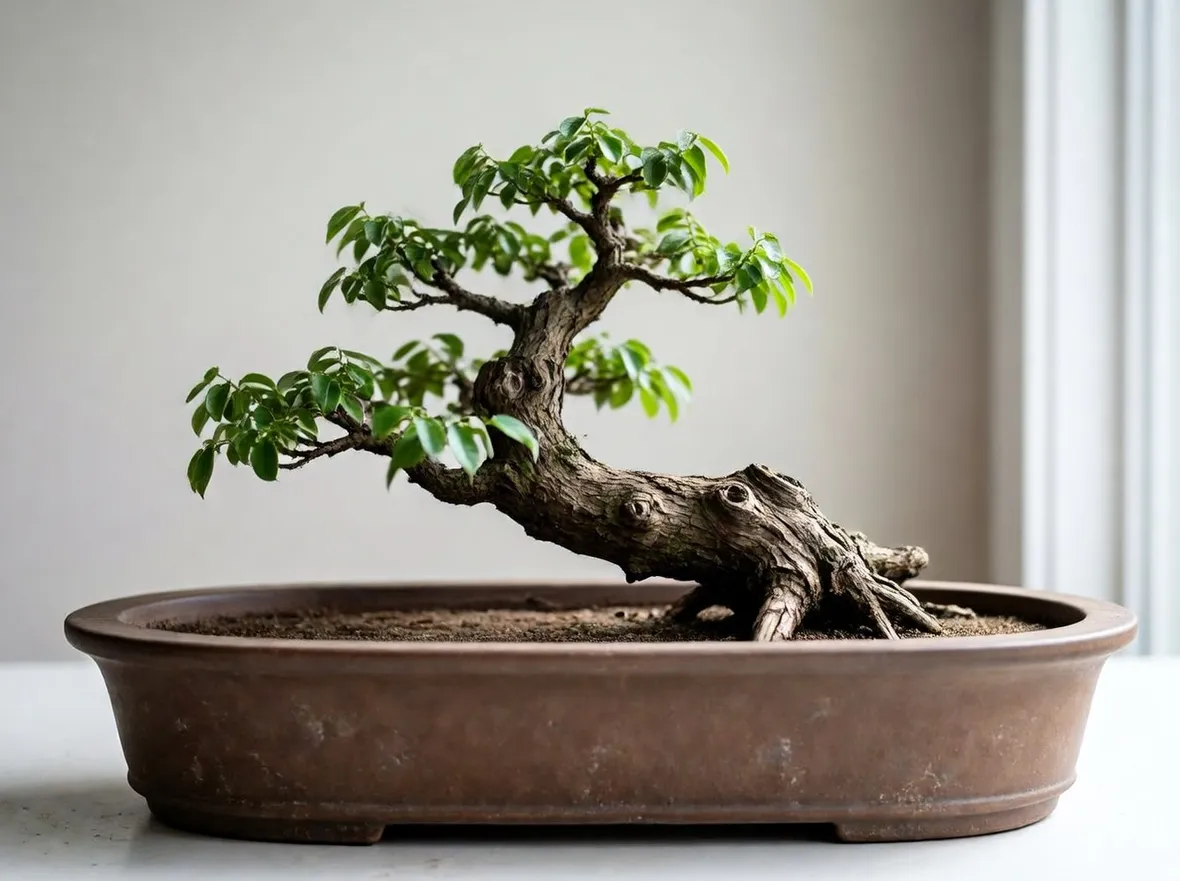 bonsai zattera