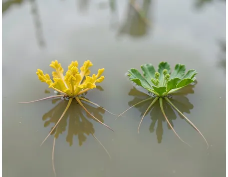 Azolla pianta
