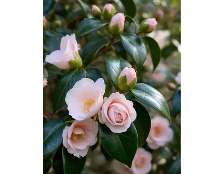 rosa calcio