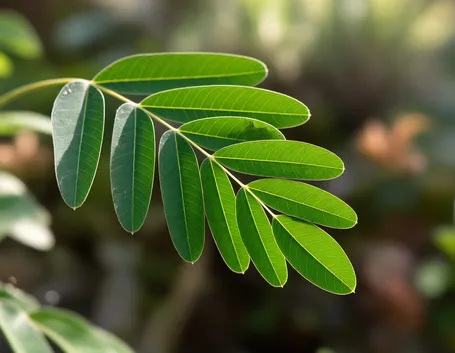 foglia imparipennata