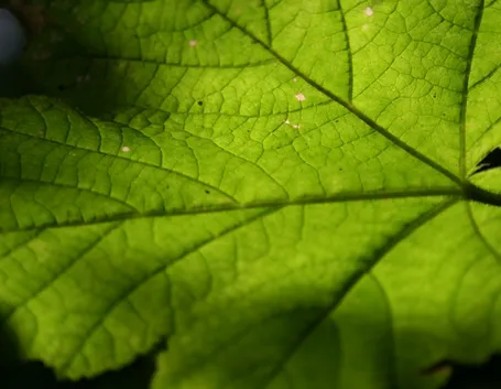nervatura fogliare