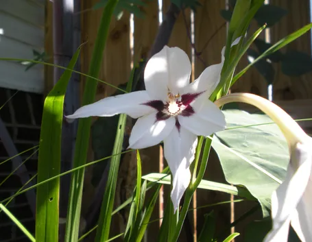 Acidanthera 