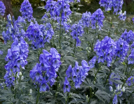 aconitum 