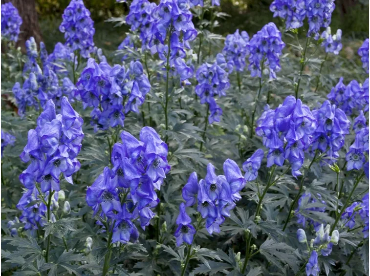 aconitum