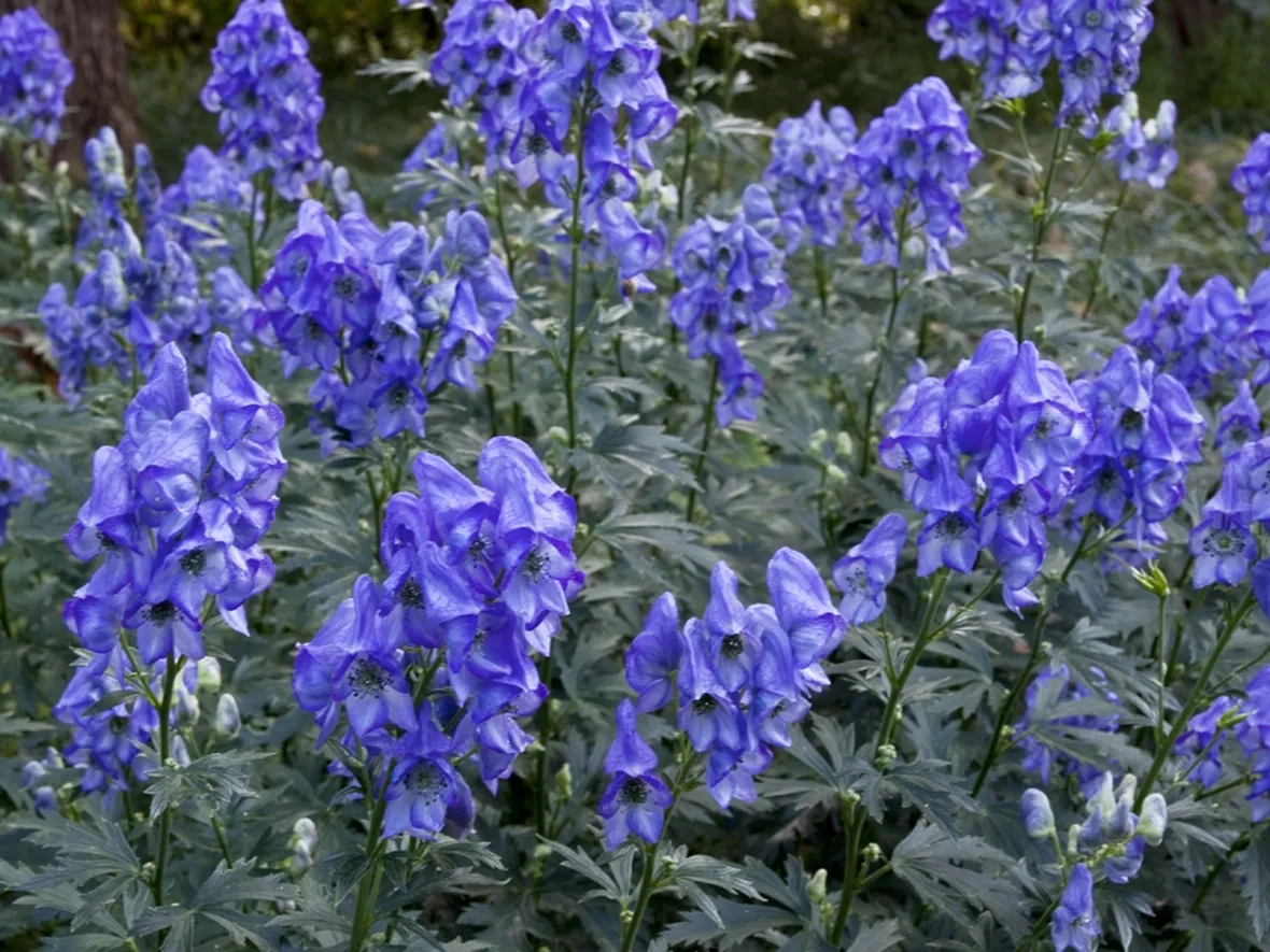 aconitum