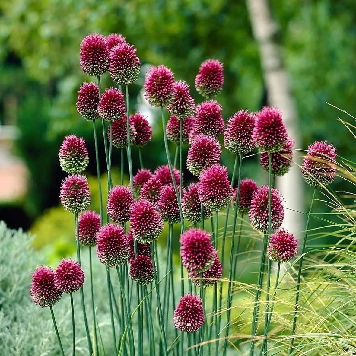 allium
