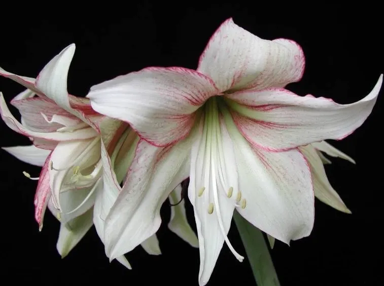 Hippeastrum
