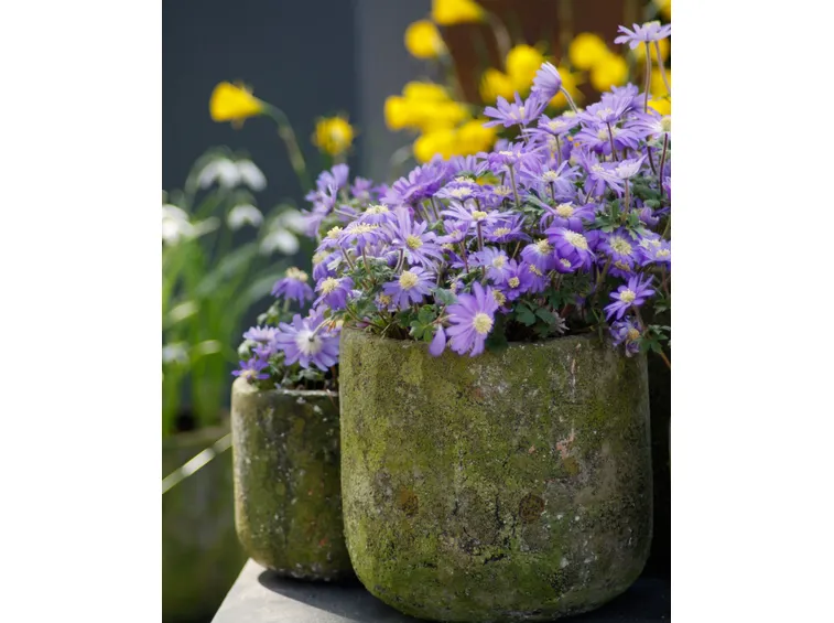 anemone blanda