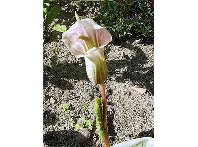 arisaema candidissimum