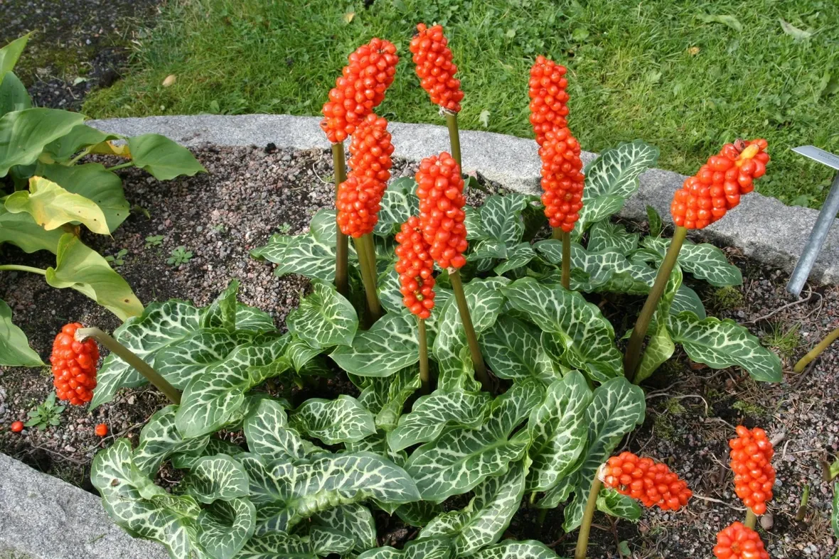 Arum