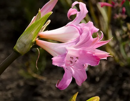 amarillys belladonna
