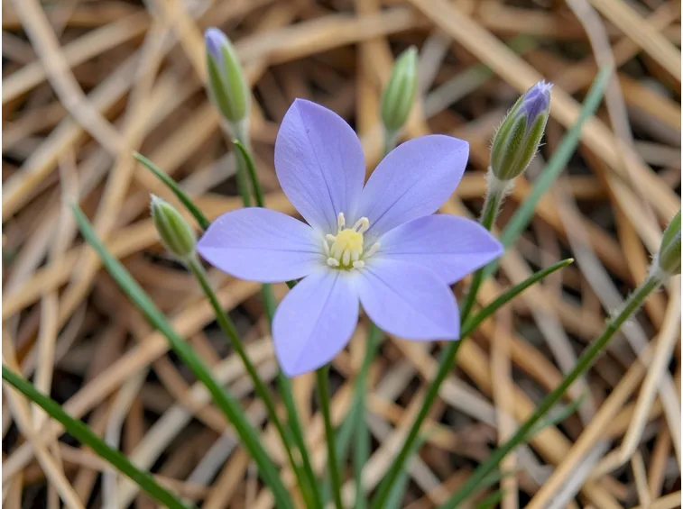 brodiaea