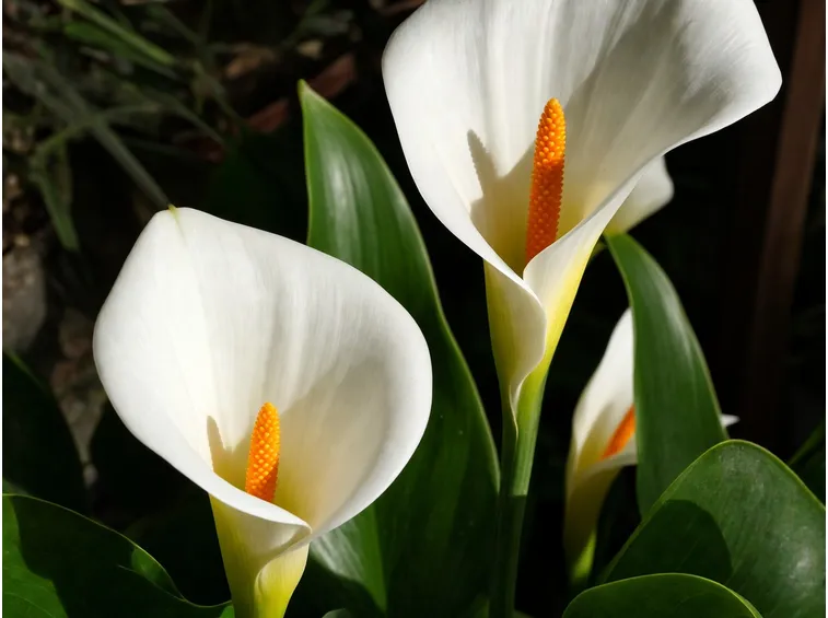 zantedeschia