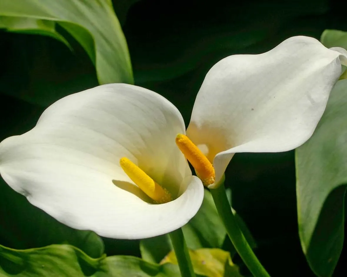 Calla