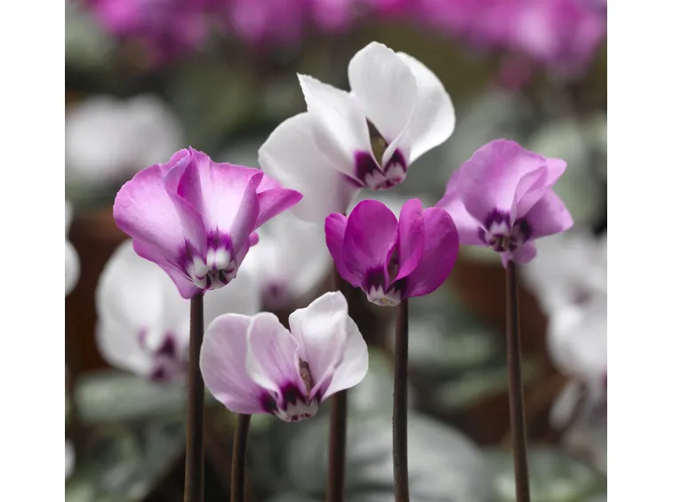 cyclamen purpurascens