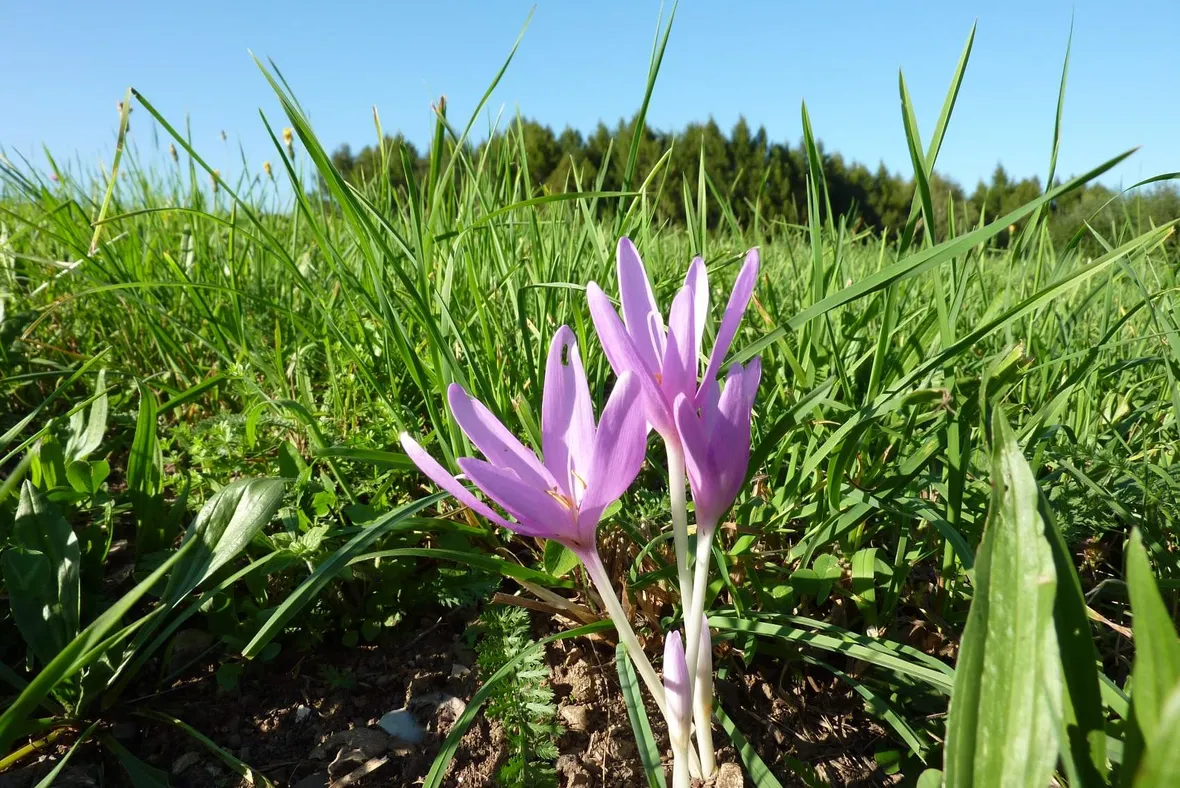 colchicum