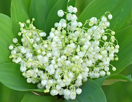 convallaria majalis