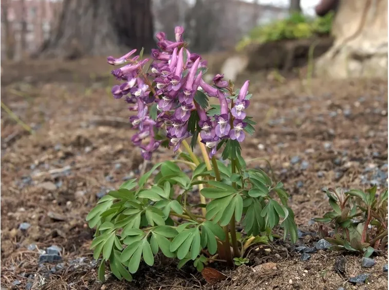 corydalis