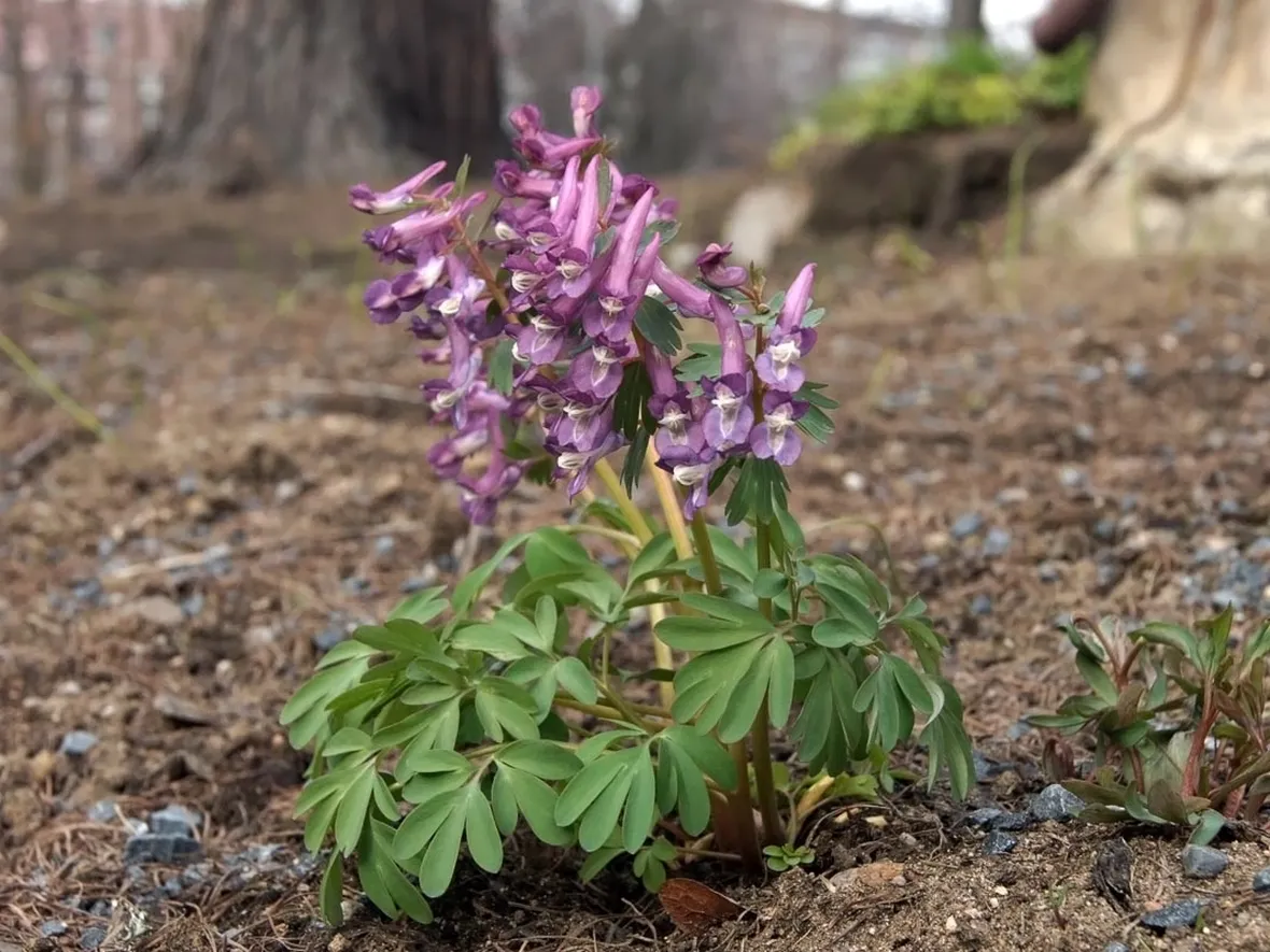 corydalis