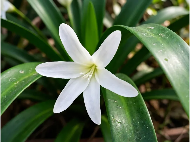 Crinum powellii alba