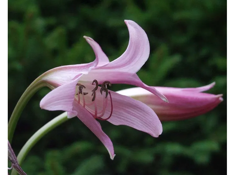 crinum 2