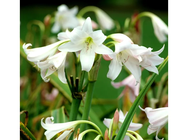 fiori crinum