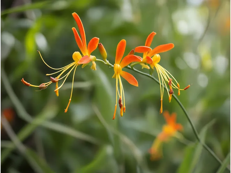 Crocosmia 