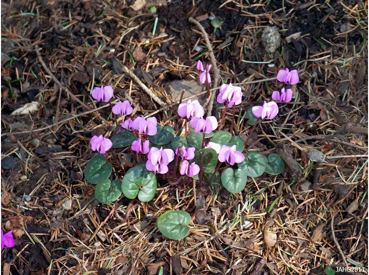 Ciclamino